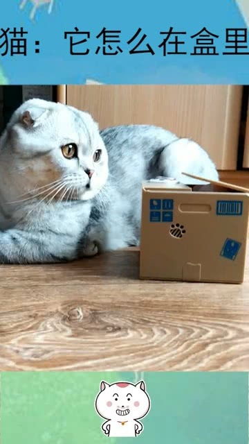  可爱的猫咪一脸懵逼