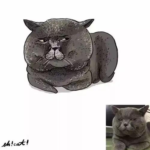  每一只喵,都是一只表情包