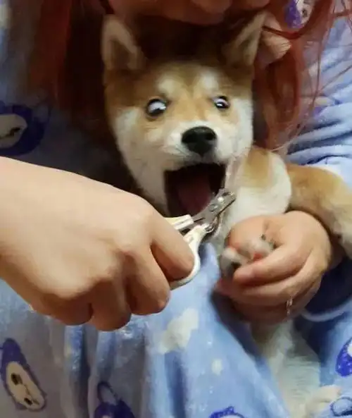  给狗剪指甲就跟要它命一样柴犬疯狂飙演技惹网友笑真是个戏精