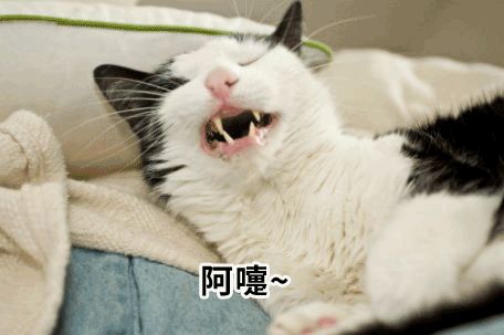  当猫咪会说人话时,第一句话会跟你说什么