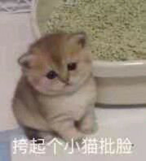  网游之创世国之城书连网