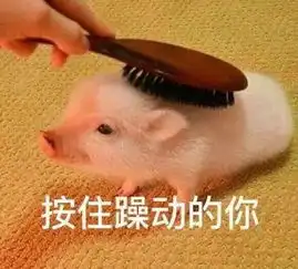  只属于小仙女的壁纸和猪猪表情包