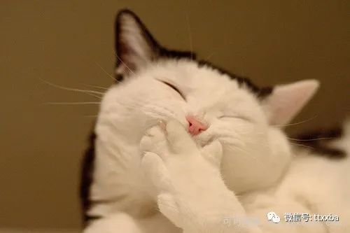  经典糗事搞笑冷笑话,老鼠问猫主人不是每天给你鱼吃吗,为什么你却还要抓我呢