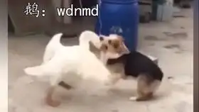  矮脚猫在玩玩具