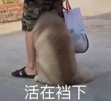  表情包萌犬来自单身狗的羡慕