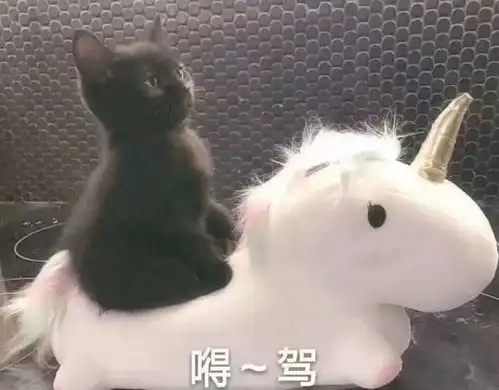  最近新收集的一波猫咪表情包,来收图吧