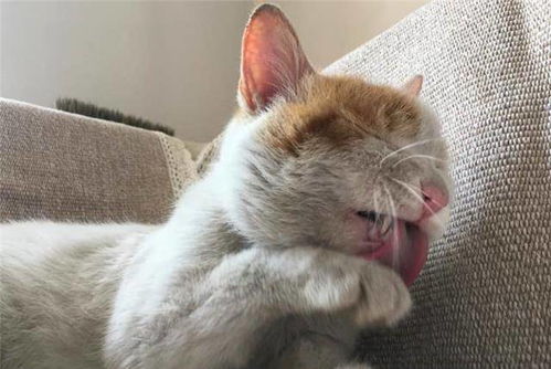  我家猫咪还要定期让带着去做美容,简直惯得上天的节奏