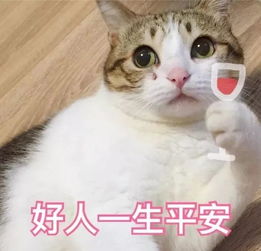  全新猫咪表情包,拿走不谢
