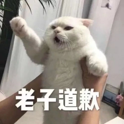 搞笑道歉表情认错