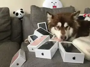  英语pk台mp3文本第339期王思聪为爱犬购8台iphone7