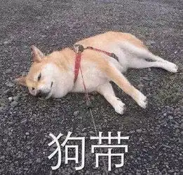 柴犬带字表情包表情