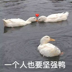  微信最火的鸭鸭表情包大集合,快来带走鸭内附资源有用功