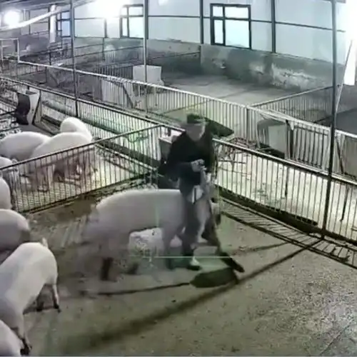  猪我不仅拱白菜