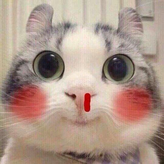  小猫咪表情包
