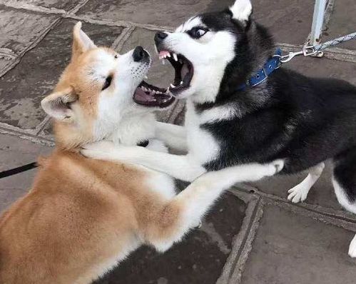  养狗,可以看出一个人是否有素质