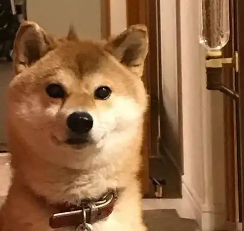  张宸狗年来啦,来po一轮柴犬丑照