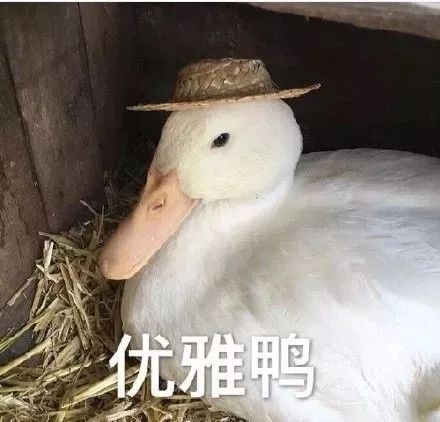 对不起鸭的表情包曹玲玲