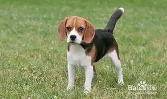 英国比格尔猎犬