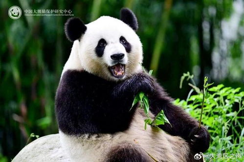  全城期待大熊猫安安可可今日赴港,将定居海洋公园