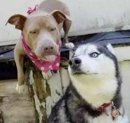  比特犬强吻二哈,二哈满脸嫌弃,最后露出这表情逗笑了主人