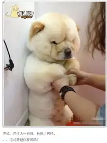  这狗是什么品种啊知道的给分