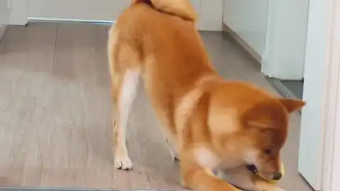  柴犬撒娇的声音真可爱