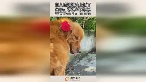  主人给狗狗头上插了朵花,狗狗这表情简直太配合了,哈哈哈