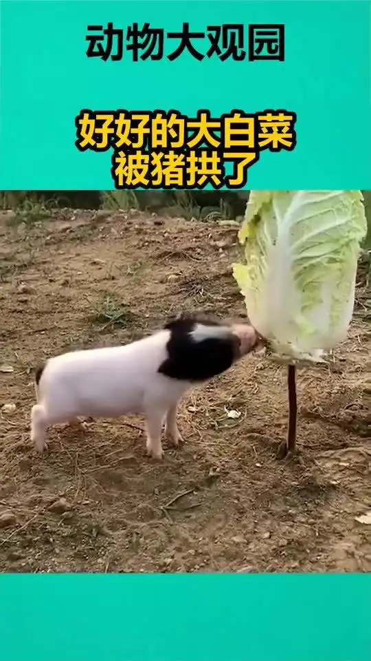  好好的大白菜被猪拱了
