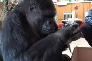  美母猩猩因无子收养两只小猫生活温馨