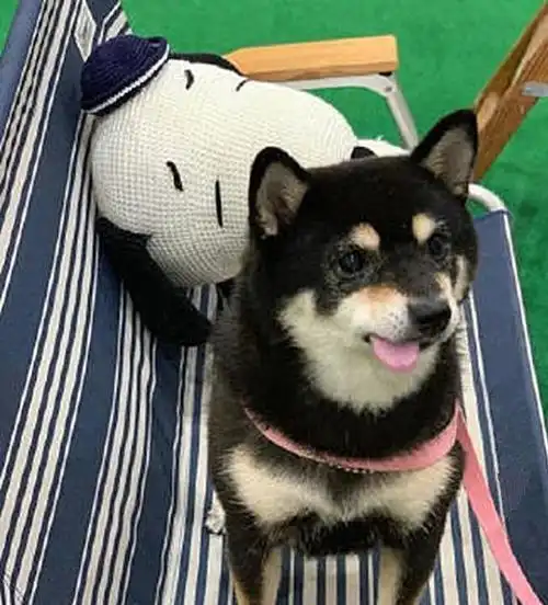  柴犬年老掉牙却成为表情包,主人每日悉心照料,只为给爱犬养老
