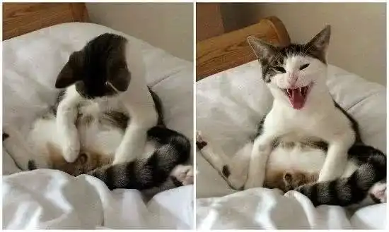  猫咪得知被绝育后的表情,看完我不厚道地笑了,猫咪铲屎倌我的蛋蛋哪去了