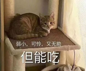  吃胖,是对春节最起码的尊重我呸搜狐社会搜狐网