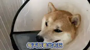  柴犬土豆周末好时光和土豆一起大吉大利,今晚吃鸡