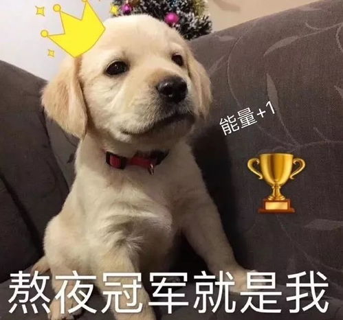  听说,你们都在忙着立2020年的flag
