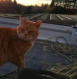  刚刚洗干净的车,就被橘猫踩上去,猫咪的表情让人想揍它一顿