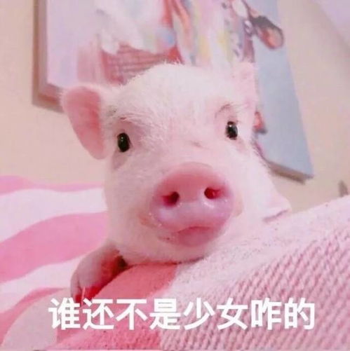  表情包你是不是外面有别的猪了