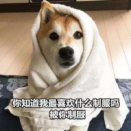  来自柴柴的土味情话