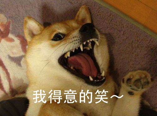  一条狗给我带了绿帽你俩这么好,过一辈子吧