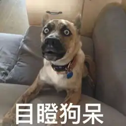  微博狗表情包