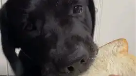  主人自制狗粮大餐,柴犬都馋哭了