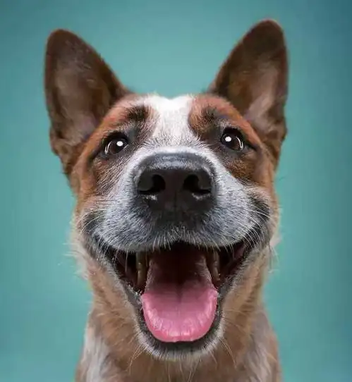  开心一刻在街上看见一对情侣吵架,俩个人面对面对质着怒火冲天