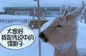  笑cry奈良的鹿峨眉山的猴动物界的五大扛把子,你一个都惹不起