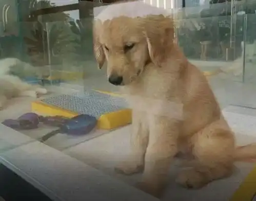 买了只小金毛花了2000,狗狗嫌弃自己身价太低,硬让主人多花了3万 买了只小金毛花了2000,狗狗嫌弃自己身价太低,硬让主人多花了3万