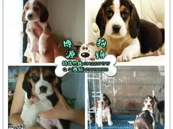  图纯种比格猎犬米格鲁犬骨架大品相佳比格防暴犬出售广州宠物狗