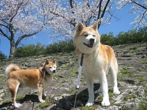 柴犬和秋田你能分的清吗