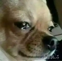 表情包看一个人狗子