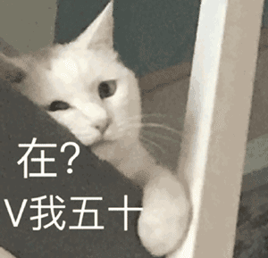  全新猫咪表情包,快快收藏