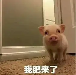 你在吗的表情包猪精