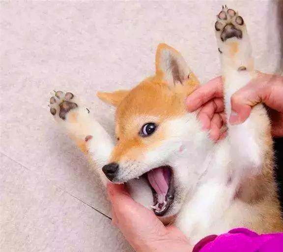  柴犬刷牙时表现出众,靠此被做成表情包后,狗子因二成知名犬红