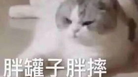 动漫猫咪卖萌表情包喵少